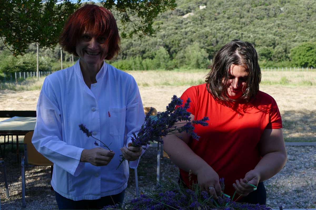 Berba Lavande 2018 - 
