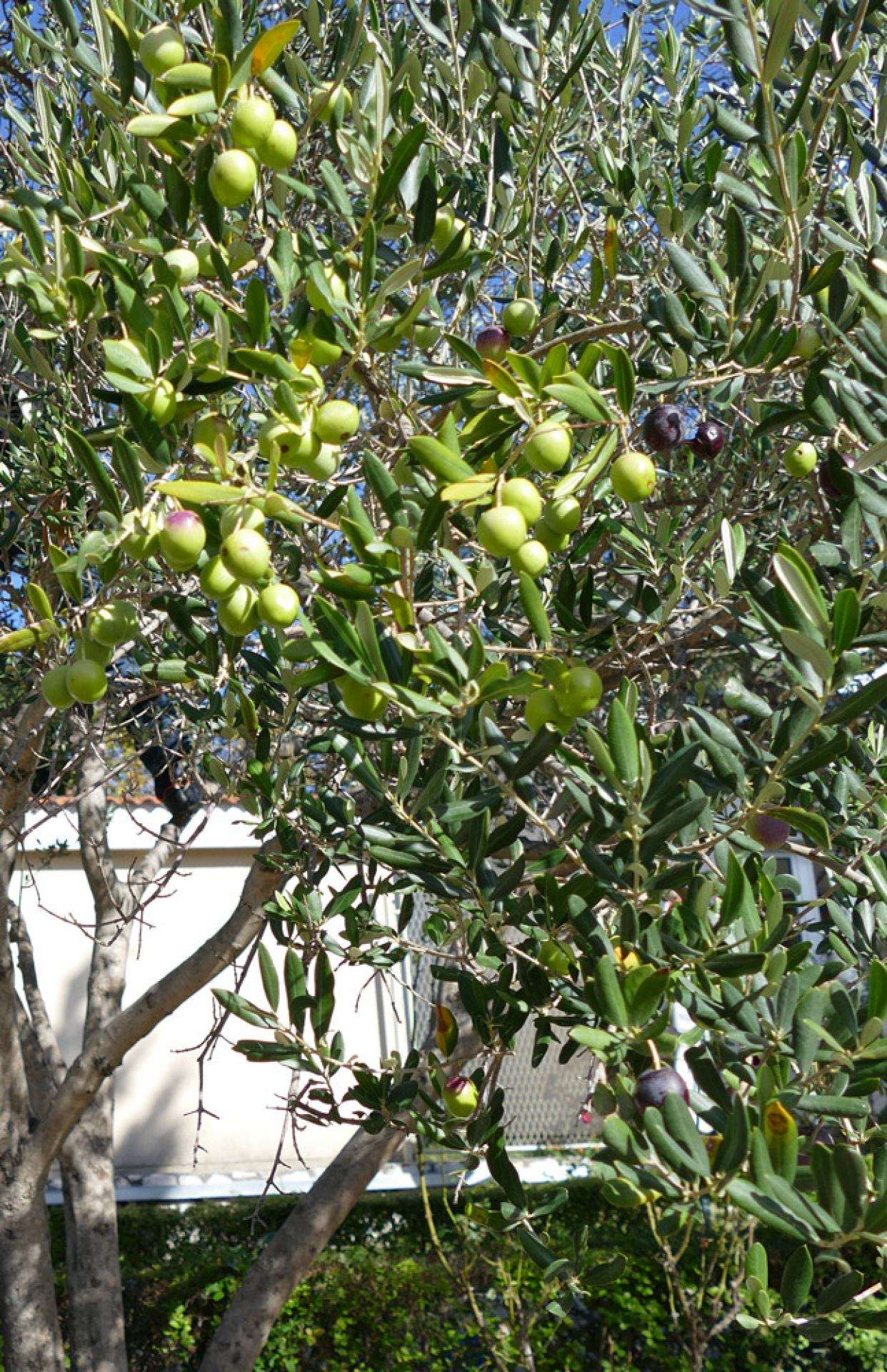 Berba maslina - 
