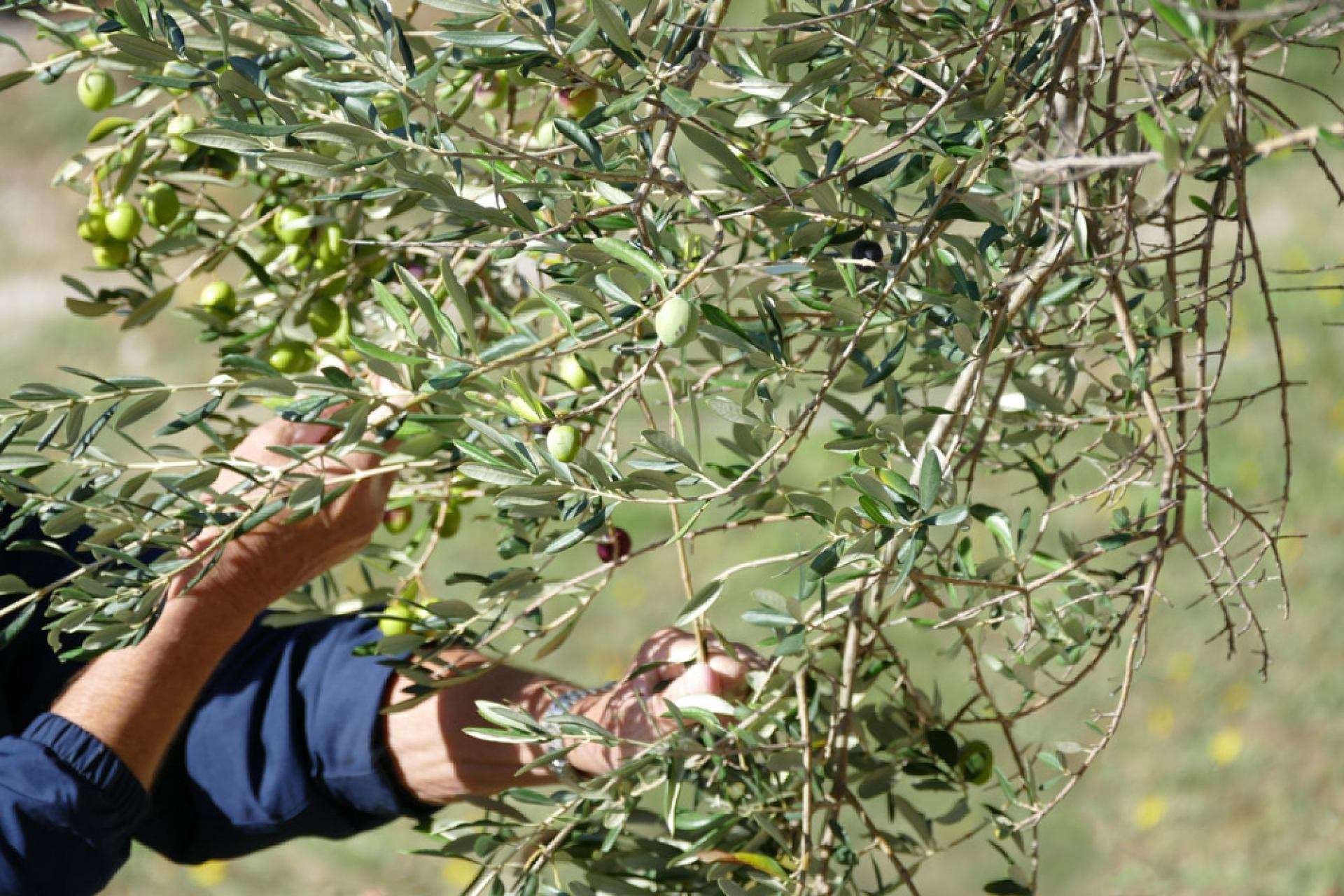Berba maslina - 