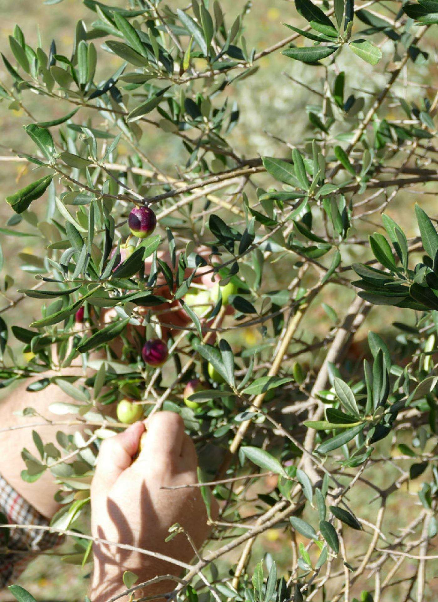 Berba maslina - 