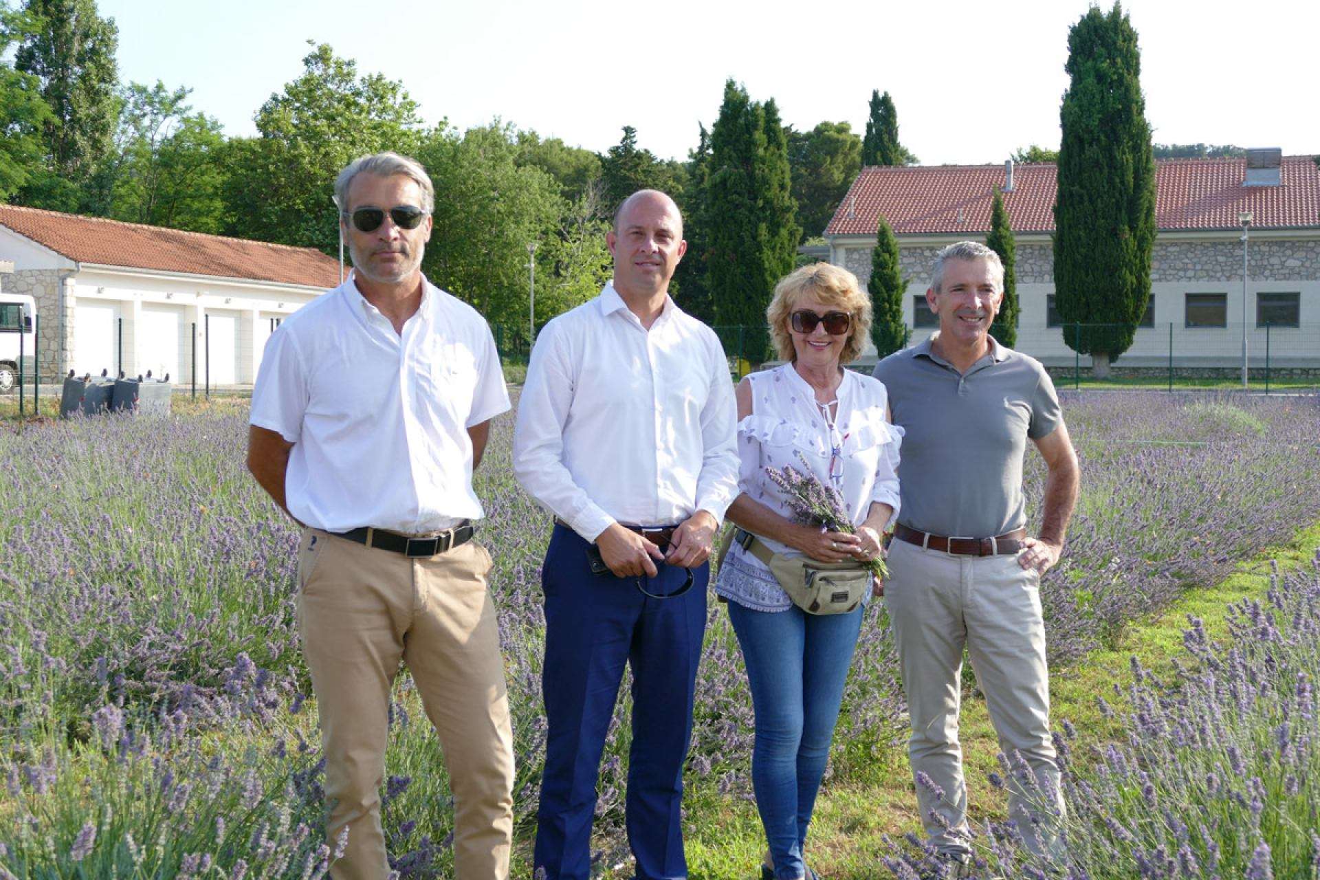 Berba lavande 2019 - 