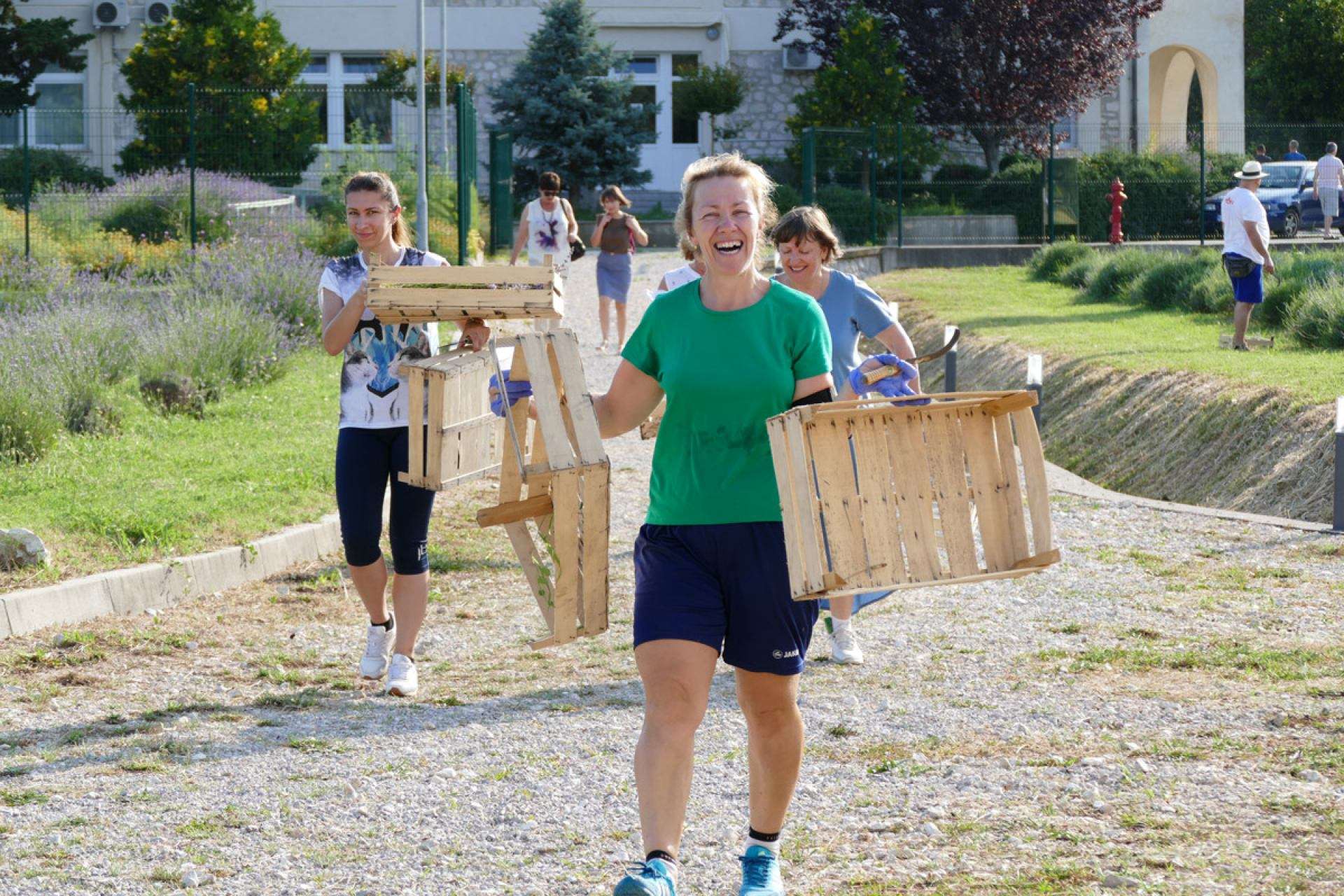Berba lavande 2019 - 