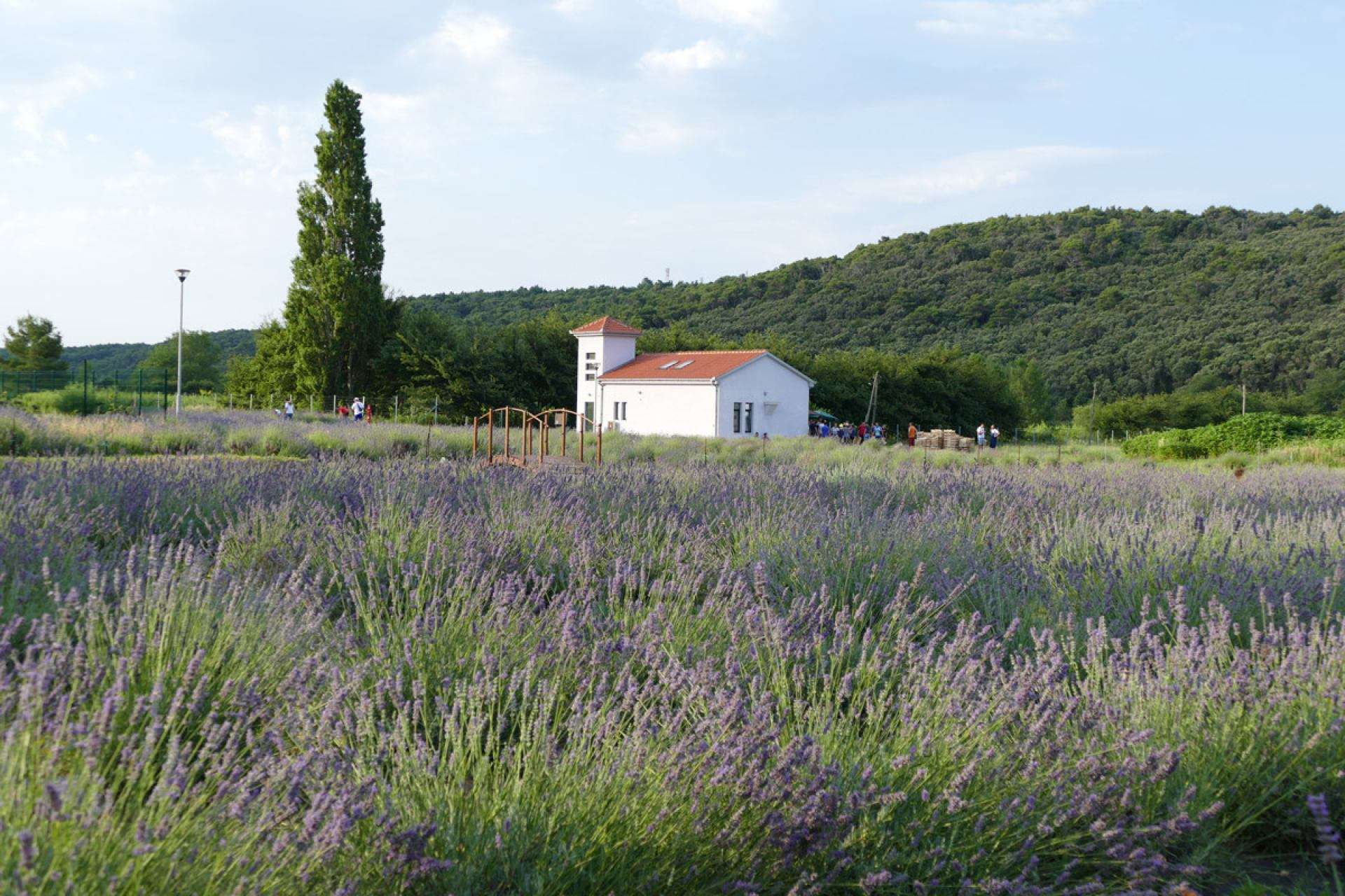 Berba lavande 2019 - 