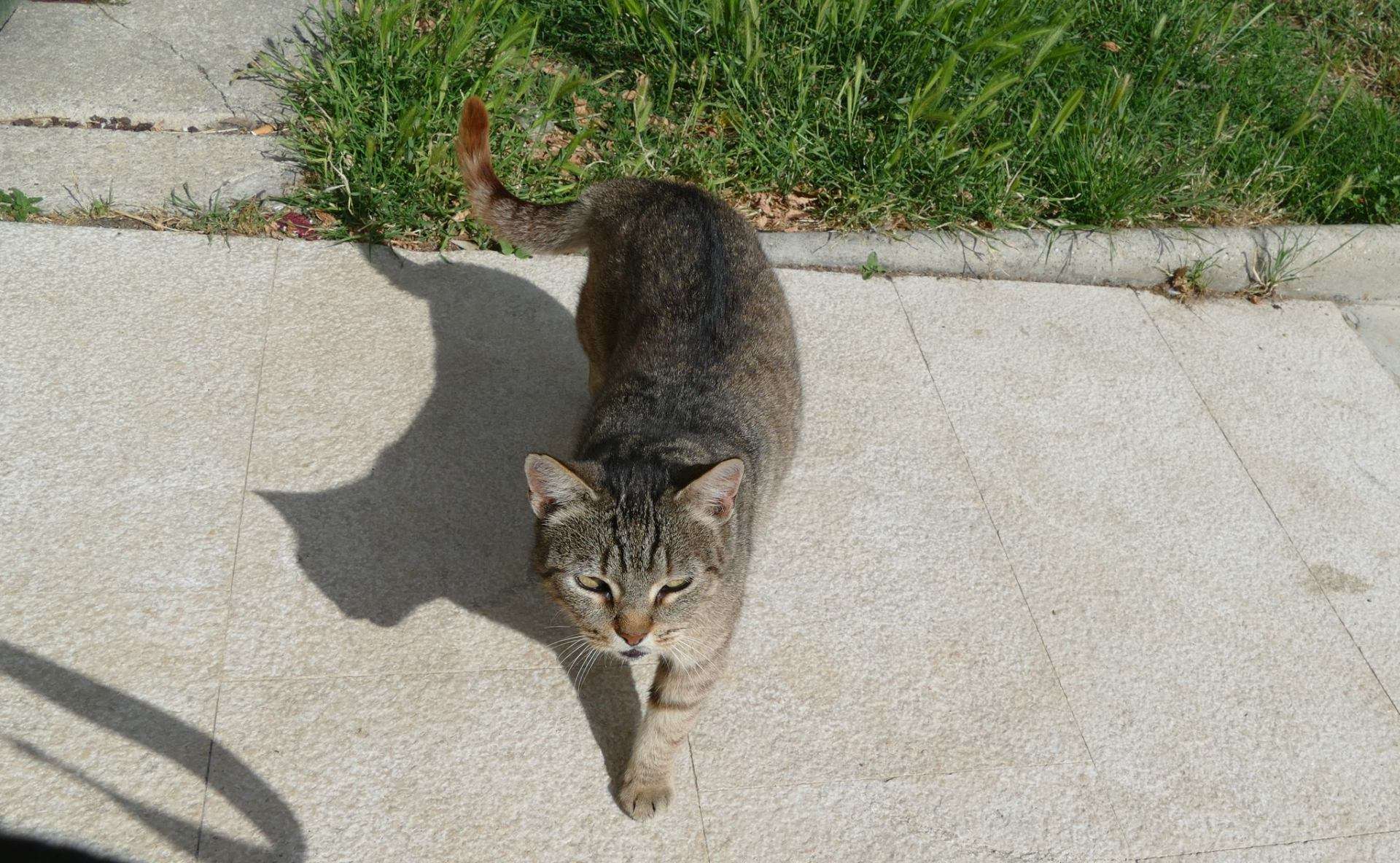 Kućice za mace i ptice - 