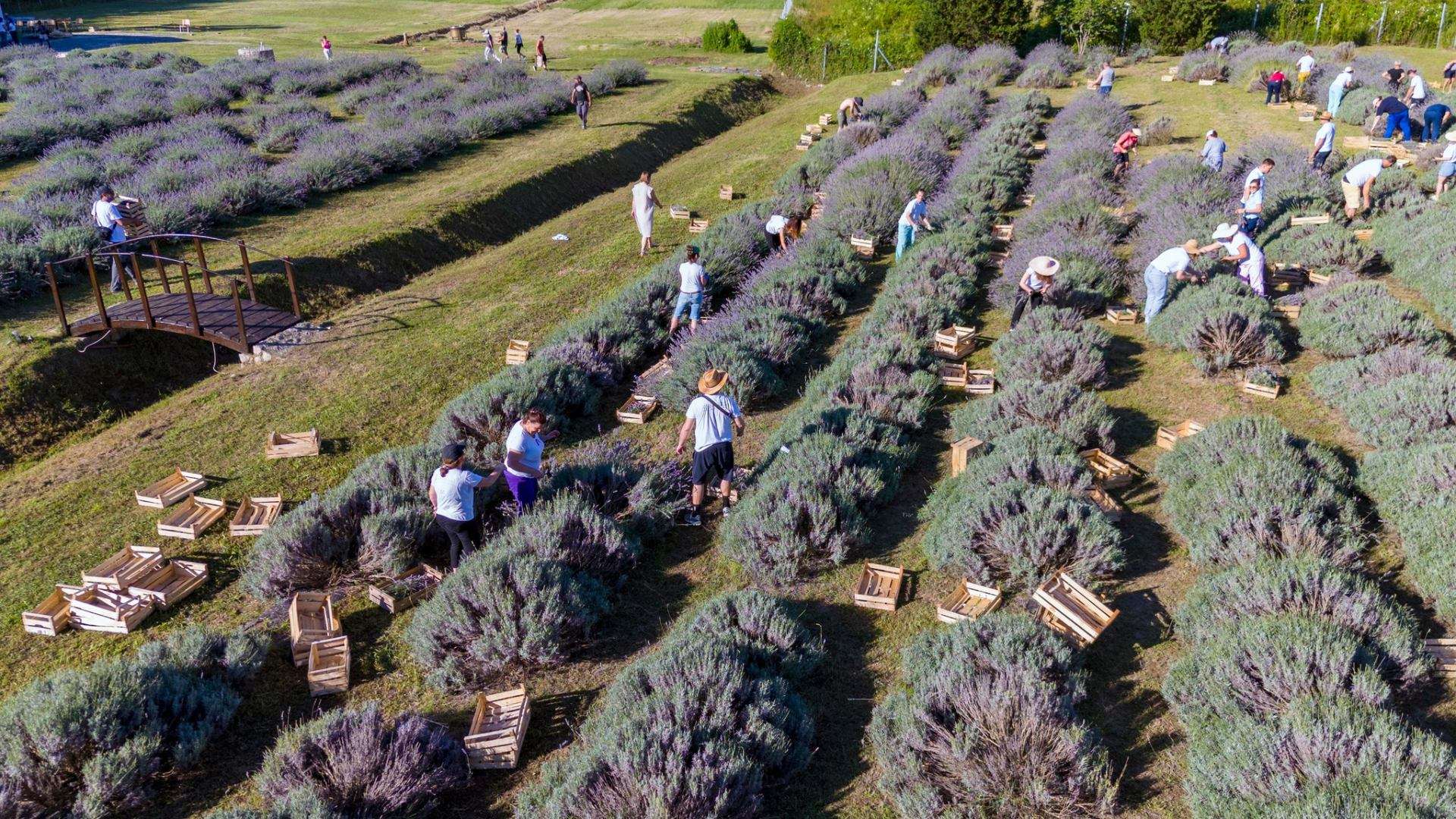 Berba lavande 2024. - 