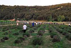 Berba lavande - 