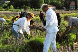 Berba lavande - 