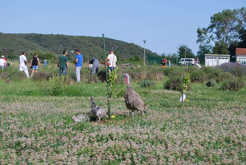 ZAHVALA TIMA PB RAB NA SUDJELOVANJU U OVOGODIŠNJOJ BERBI LAVANDE - 