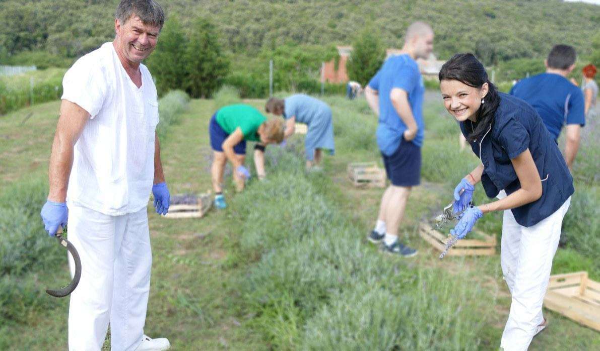 Berba lavande za „Umjetnost dobrobiti“ u Psihijatrijskoj bolnici Rab