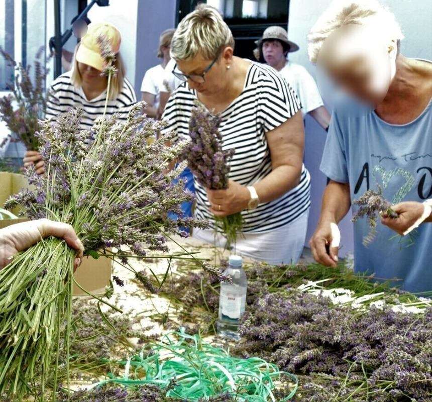 17. Tradicionalna berba lavande - 