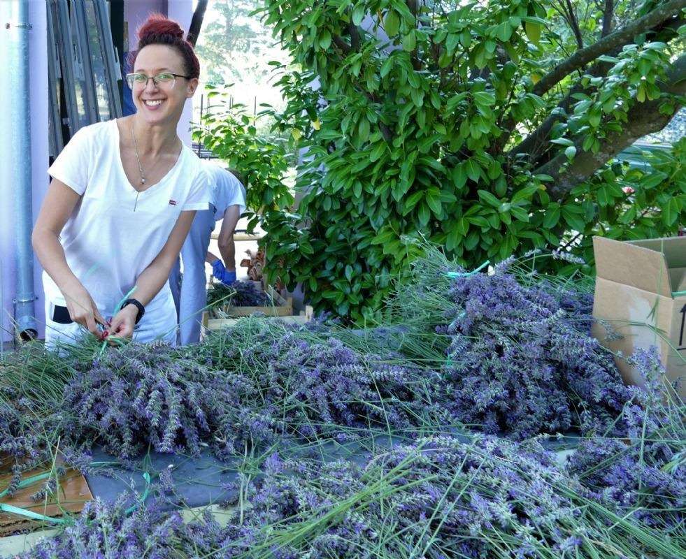 17. Tradicionalna berba lavande - 