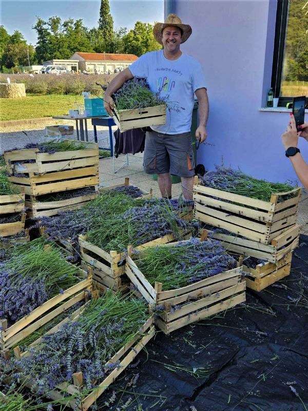 17. Tradicionalna berba lavande - 