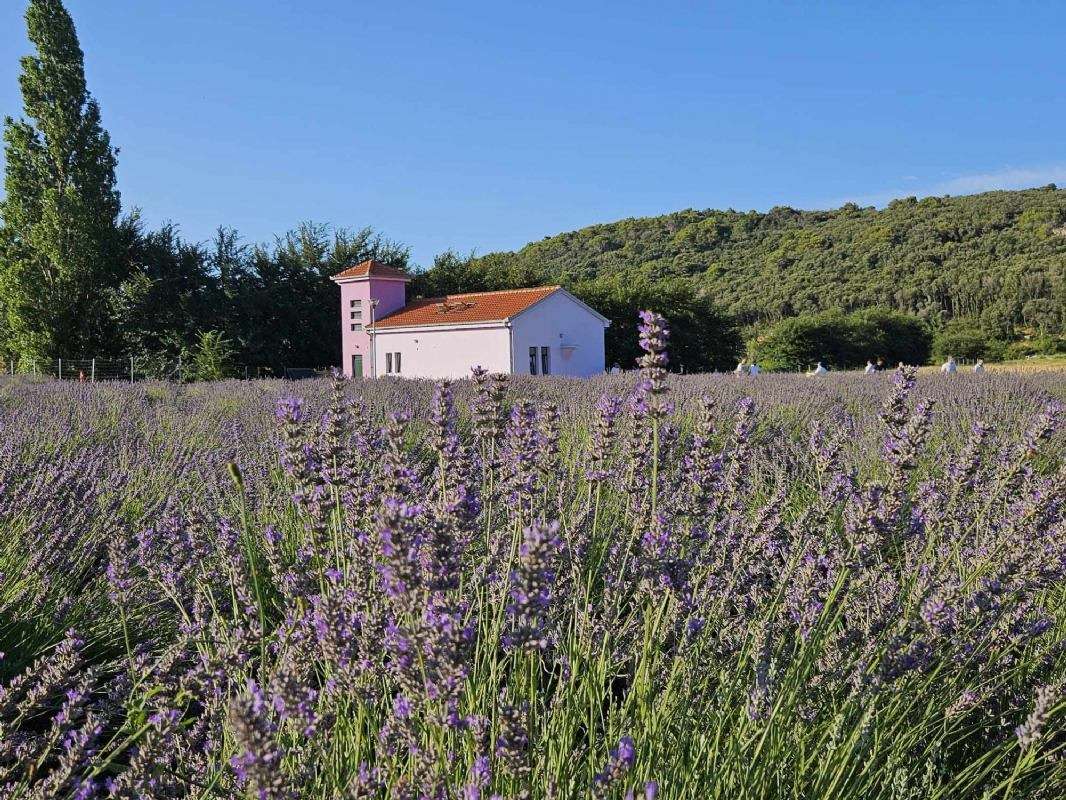 17. Tradicionalna berba lavande - 
