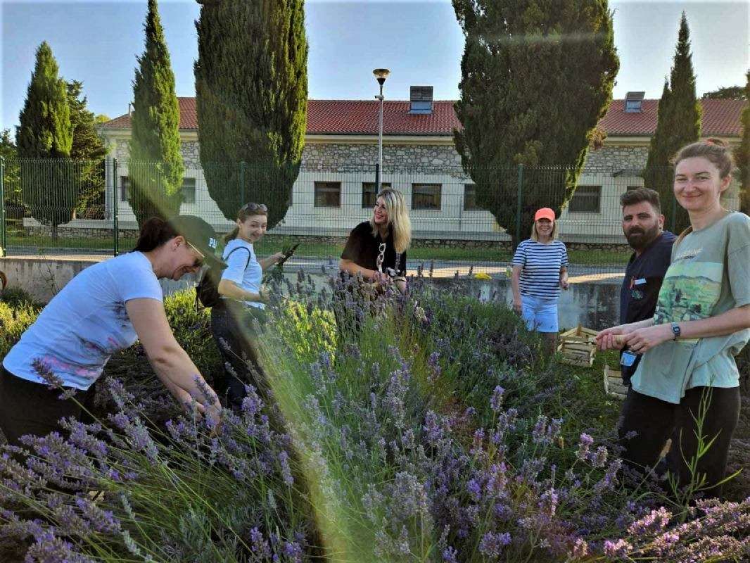 17. Tradicionalna berba lavande - 