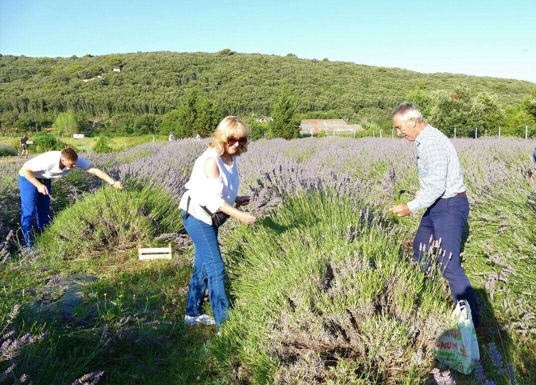 17. Tradicionalna berba lavande - 