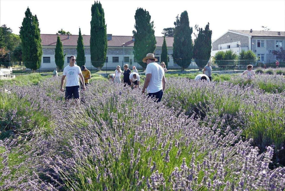 17. Tradicionalna berba lavande - 