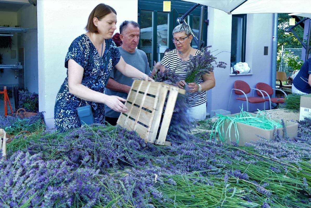 17. Tradicionalna berba lavande - 