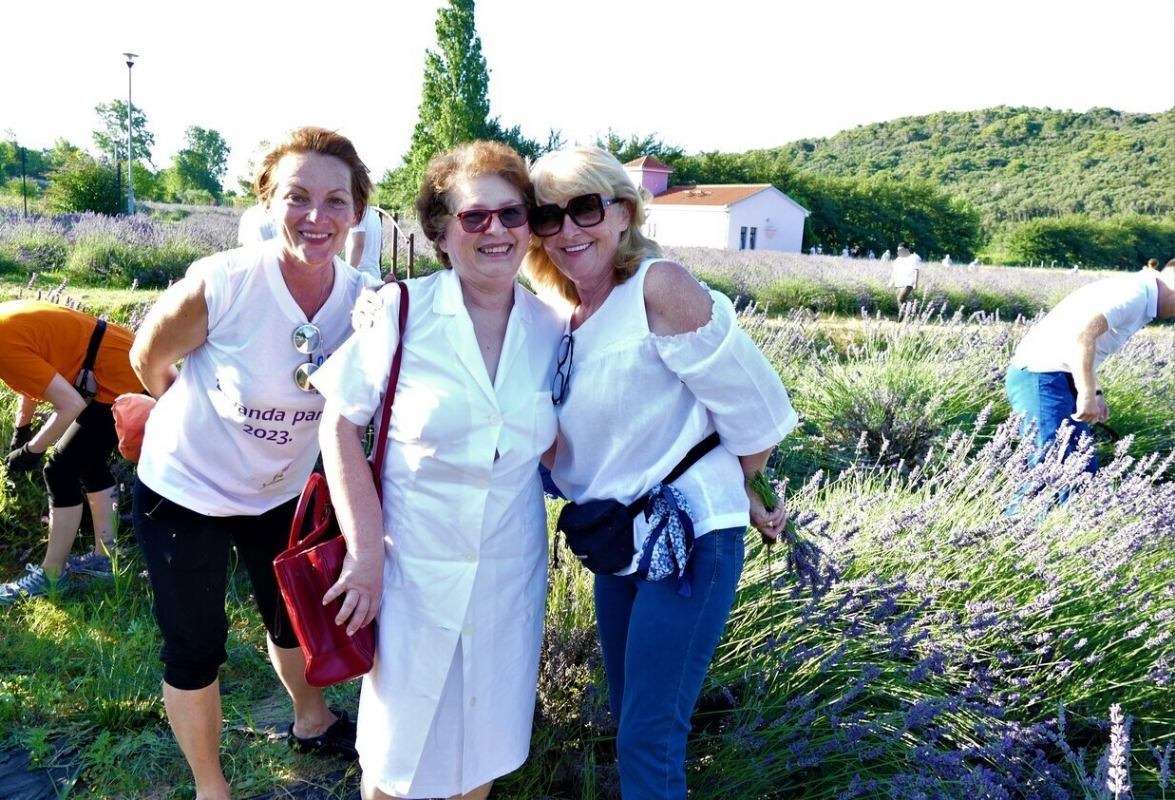 17. Tradicionalna berba lavande - 