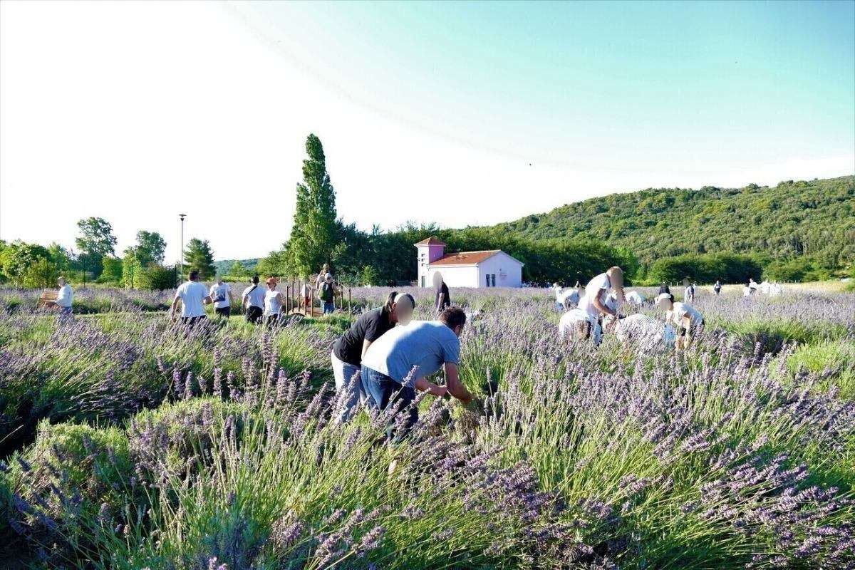 17. Tradicionalna berba lavande - 