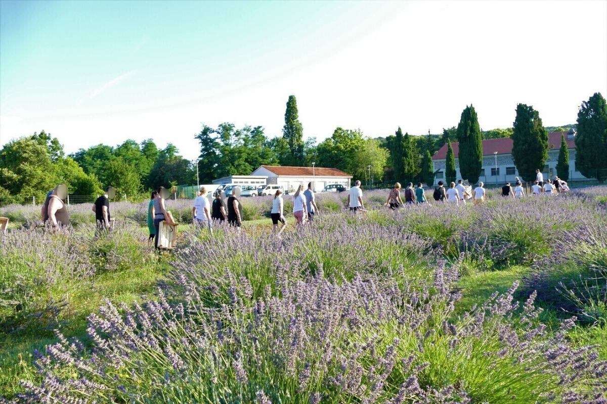 17. Tradicionalna berba lavande - 