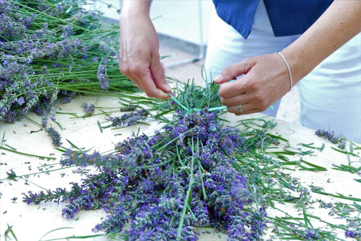 17. Tradicionalna berba lavande - 
