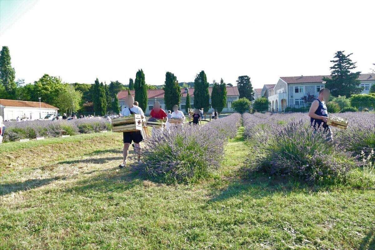 17. Tradicionalna berba lavande - 