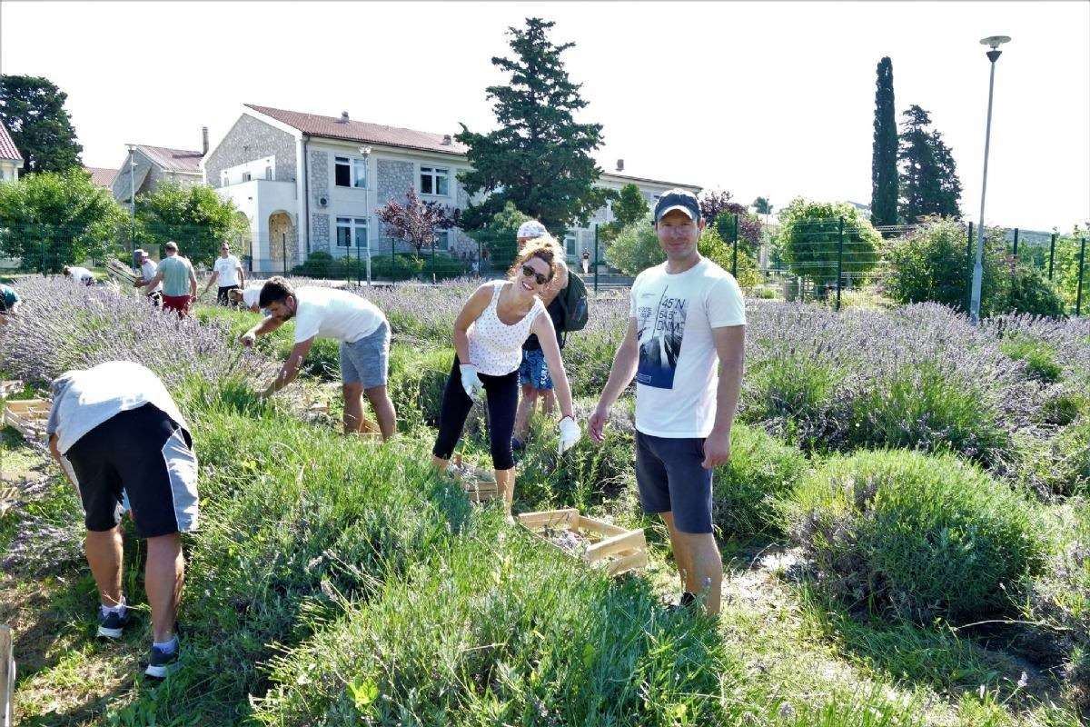 17. Tradicionalna berba lavande - 