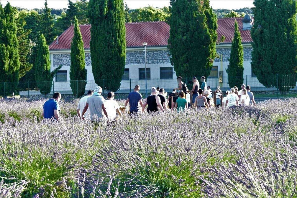 17. Tradicionalna berba lavande - 