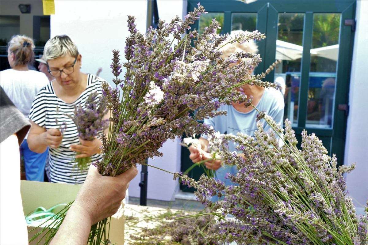 17. Tradicionalna berba lavande - 