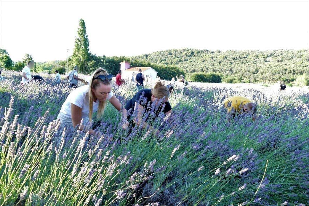 17. Tradicionalna berba lavande - 