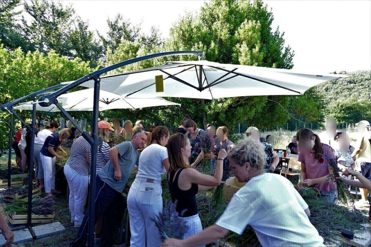 17. Tradicionalna berba lavande - 