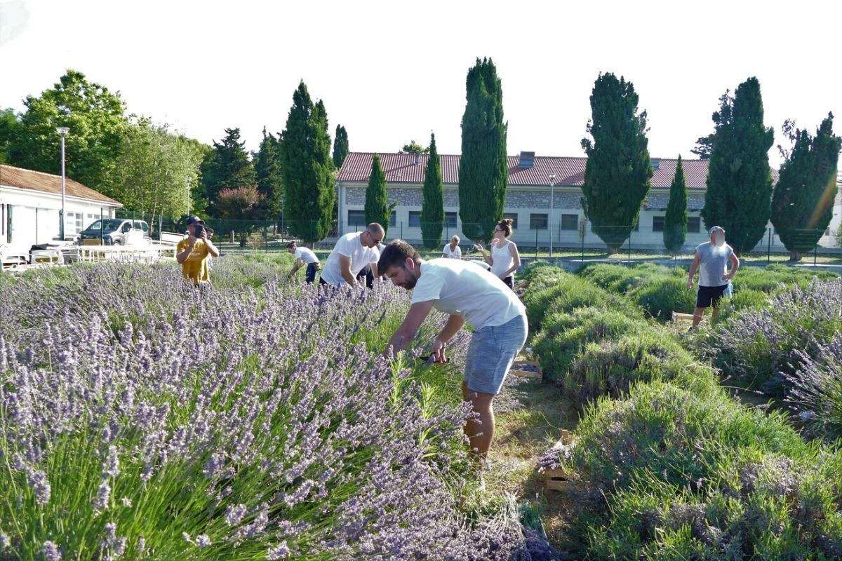 17. Tradicionalna berba lavande - 