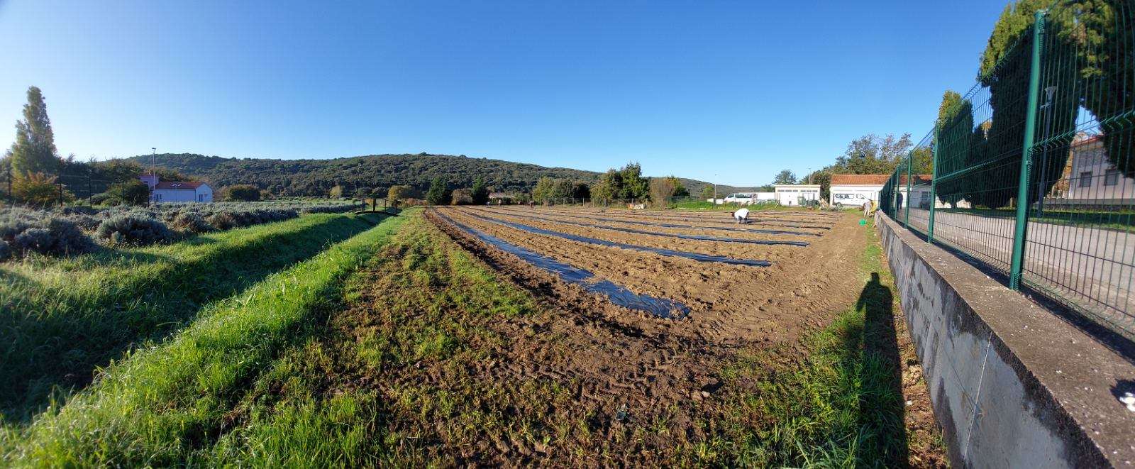 Polje lavande oplemenjeno novim sadnicama - 
