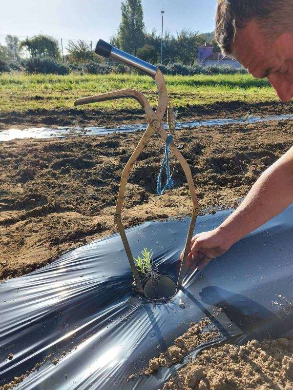 Polje lavande oplemenjeno novim sadnicama - 