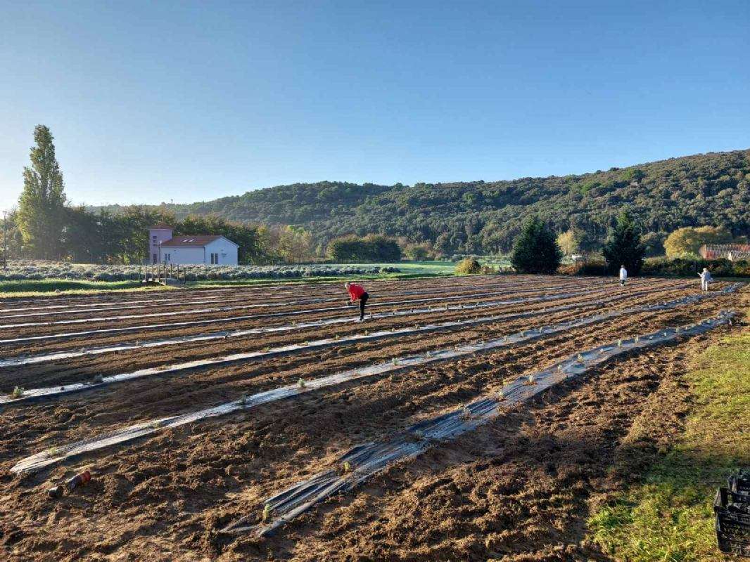 Polje lavande oplemenjeno novim sadnicama - 