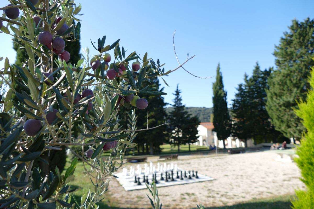 Berba maslina - 