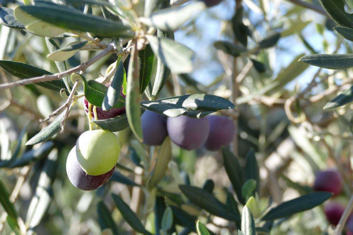 Berba maslina - 