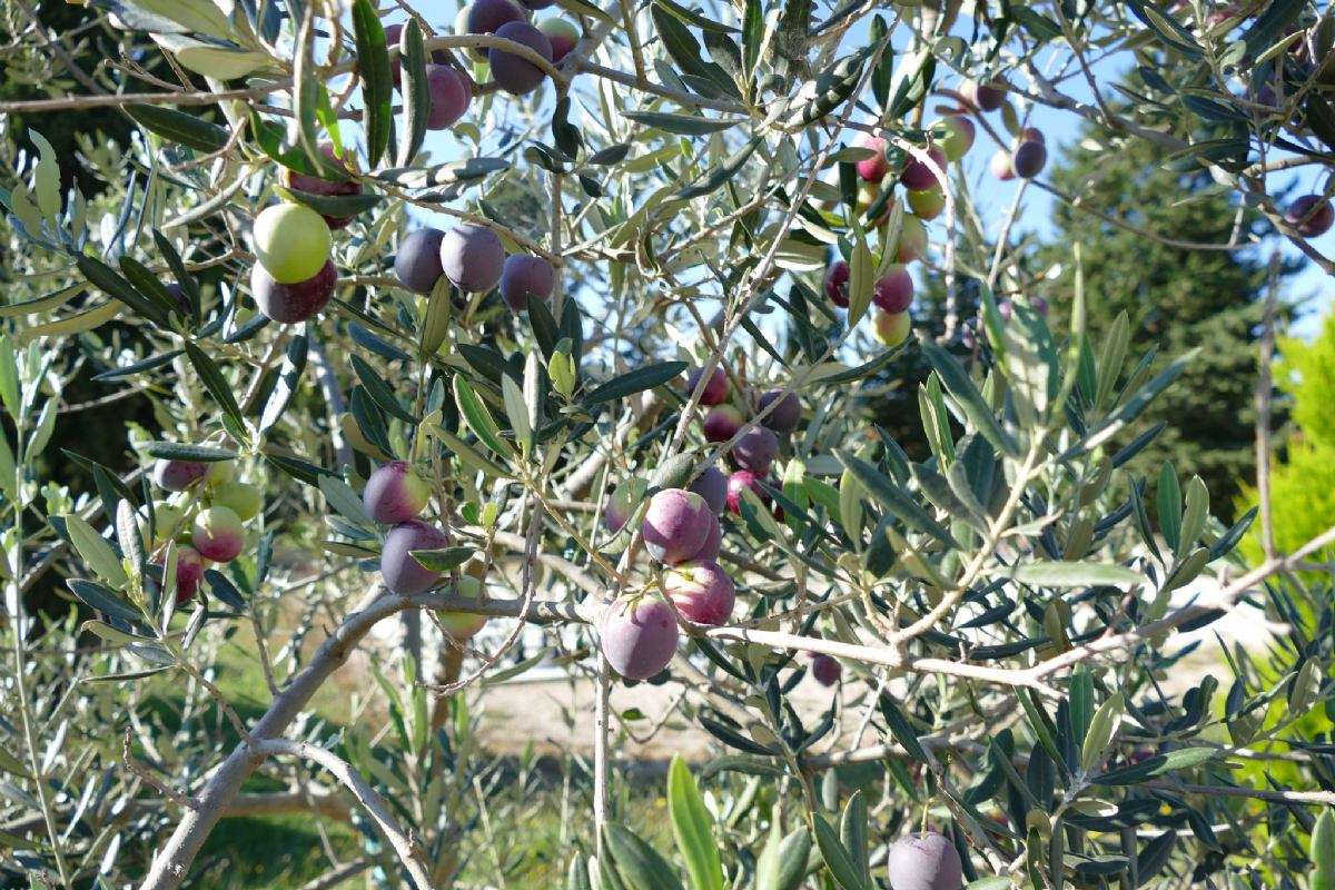 Berba maslina - 