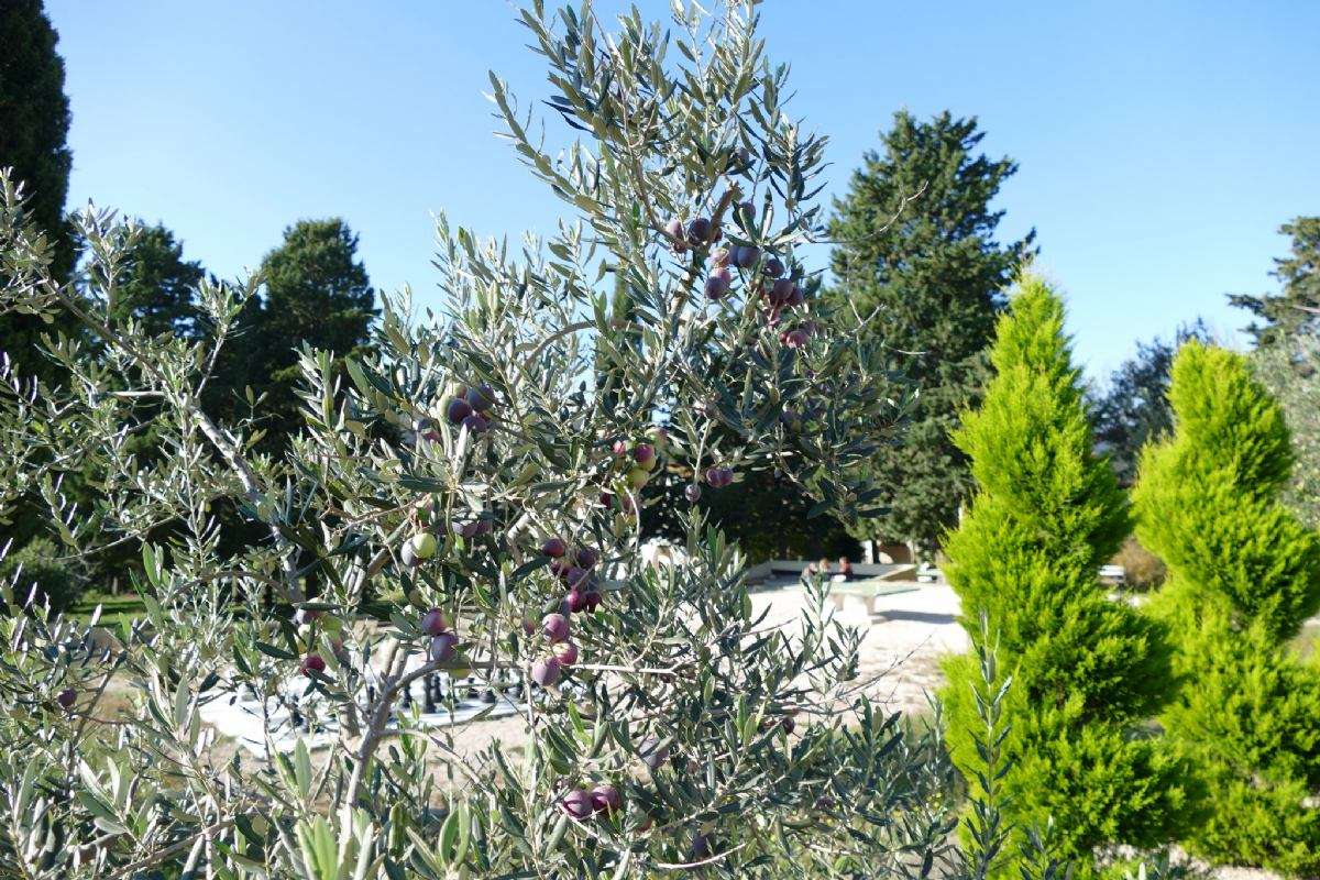 Berba maslina - 