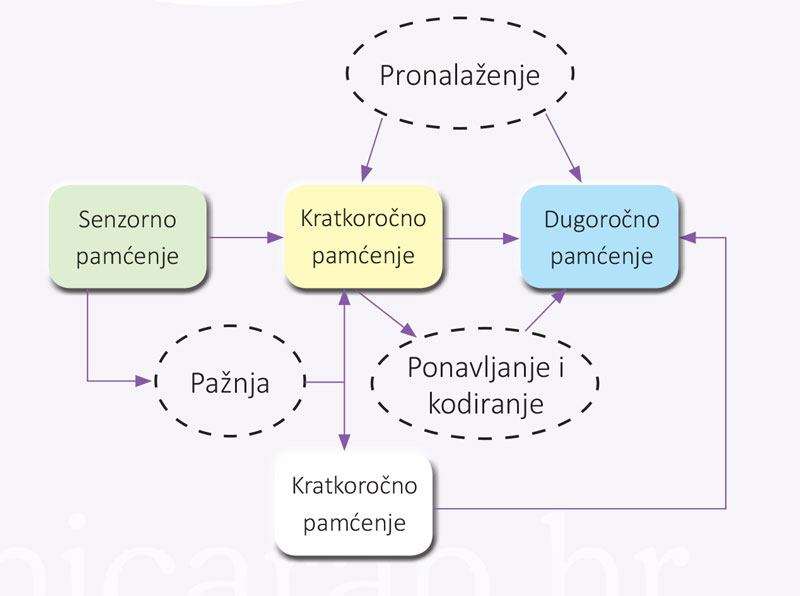 Kako stječemo znanje? Značaj učenja i pamćenja