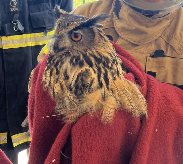 Još jedna lijepa priča iz bolničkog vrta 🌿🦉