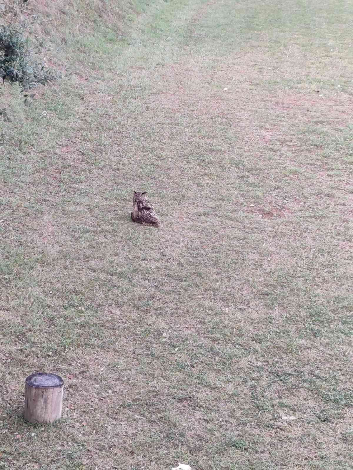 Još jedna lijepa priča iz bolničkog vrta 🌿🦉 - 