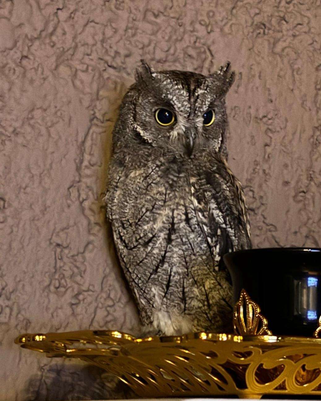 Još jedna lijepa priča iz bolničkog vrta 🌿🦉 - 
