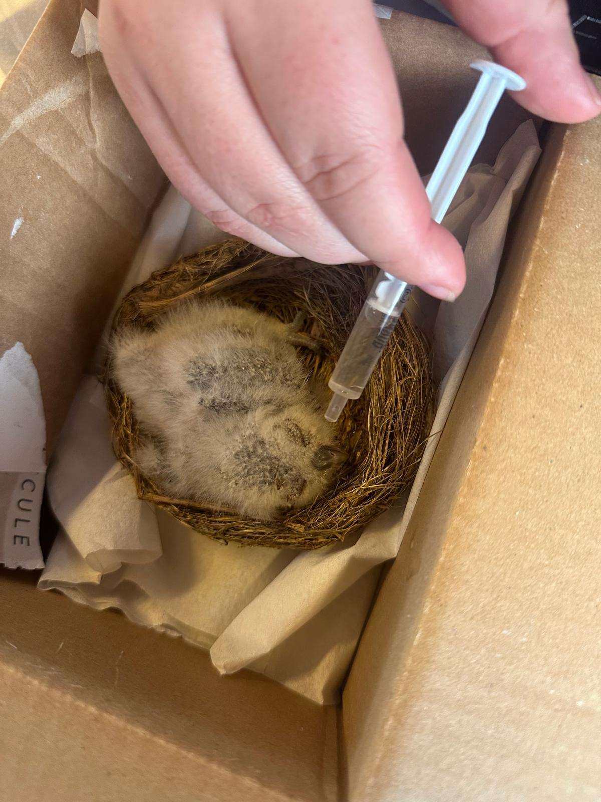 Još jedna lijepa priča iz bolničkog vrta 🌿🦉 - 